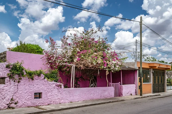 Valladolid Yucatan Mexiko Dubna 2017 Světle Natřená Růžová Budova Křovím — Stock fotografie