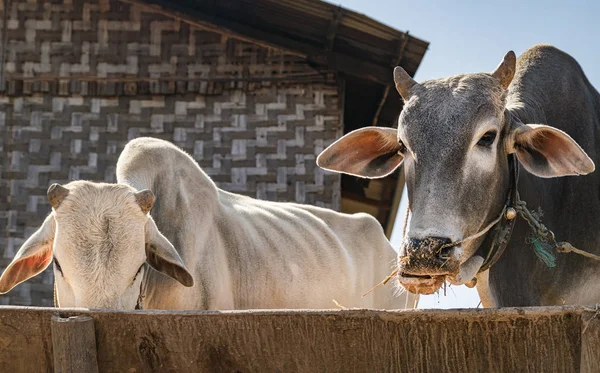 Burmese cattle portrait. Farmers in Burma raise livestock for both food and labour purposes.