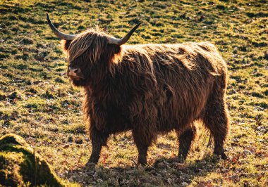 Güneşli bir kış öğleden sonrasında Glasgow Pollok Parkı 'nda tüylü gözlü genç dağ ineği (ayrıca tüylü koo olarak da bilinir). 