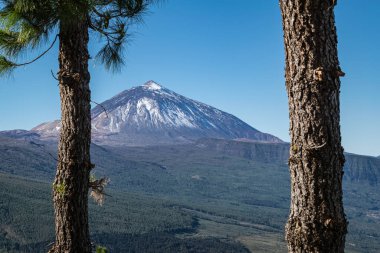 Teide Dağı tepesi, Mirador de Chipeque 'deki çam ağaçlarının arasından görülebiliyor. La Esperanza yolu boyunca uzanan görüş açılarından biri..