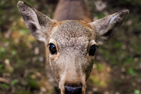 Baby Sika Deer Cervus Nippon Looking Camera Curiosity Nara Japan — 图库照片