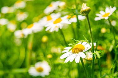 Güzel, yazlık soyut bulanık papatya arkaplanı ve Bokeh.
