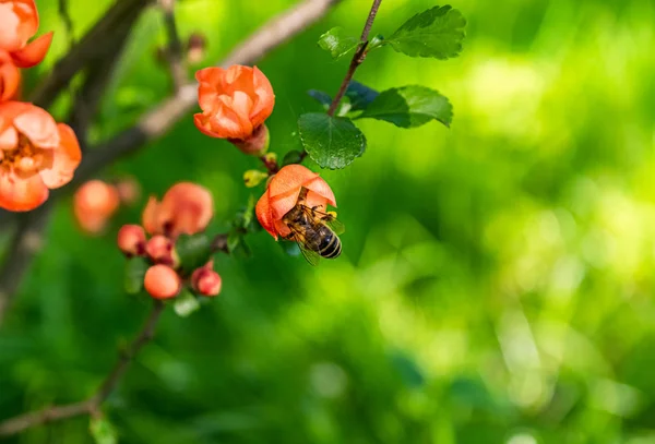 Honigbienen Sammeln Pollen Von Den Orangenblüten Des Quittenstrauches Schöne Natürliche — Stockfoto