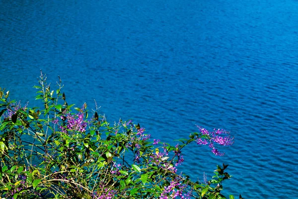 Lila Blommor Mot Blå Vattnen Montebello Sjöar Lagunas Montebello National — Stockfoto