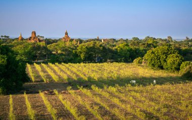 Bagan, Myanmar - 23 Ocak 2018: Arka planda antik tapınaklar bulunan Bagan arkeoloji sahasında günün sonuna doğru tarlanın ortasında dinlenen iki öküzlü Burmalı çiftçi.