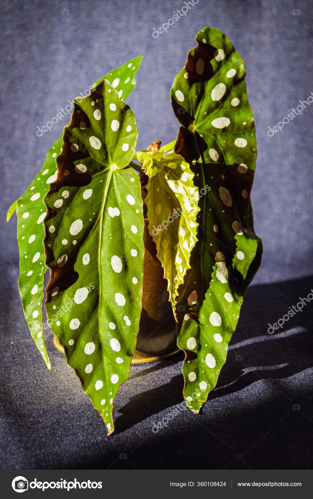 Begonia ala de ángel fotos de stock, imágenes de Begonia ala de ángel sin  royalties | Depositphotos
