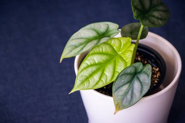 Genç Alocasia Gümüş Ejder bitkisi. Parlak yeşil yapraklı ve ucunda biraz sararma var. Kapalı alanda bulanık donanma arka planına sahip bir ev bitkisinin seçici odak noktası.