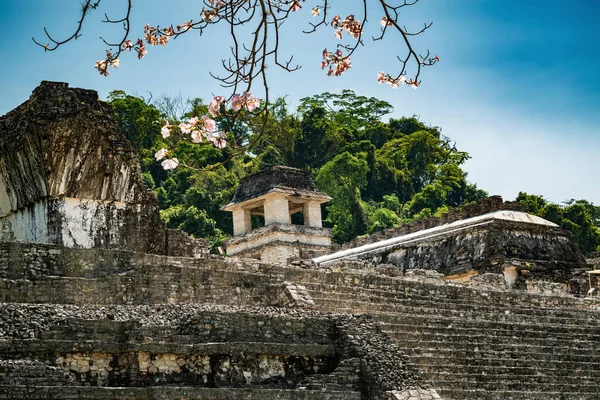 Ruines Mayas Palenque Vues Travers Les Branches Florissantes Cerisiers Site — Photo
