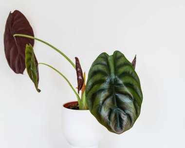 Beyaz arka planda, Alocasia Cuprea Red Secret 'ın çarpıcı yapraklarına odaklanın. Nadir bulunan egzotik bitki detayları.