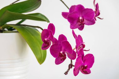 Beyaz bir arka planda, bir güve orkidesinin (phalaenopsis) çarpıcı macenta çiçeklerine odaklanın. Güzel ev bitkisi detayı.
