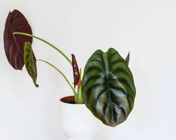 Foco Suave Close Nas Folhas Marcantes Alocasia Cuprea Red Secret — Fotografia de Stock