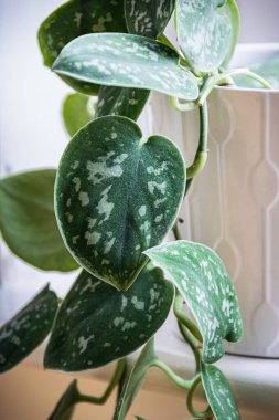 Pencere pervazında beyaz bir çömleğe saten pothos (scindapsus pictus) sarmaşığı asmak. Yapraklarında gümüşi desenler olan çekici ev bitkisi ayrıntıları..