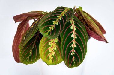 Bir dua bitkisinin dekoratif renkli yaprakları (maranta leuconeura var. Beyaz arkaplanda erythroneura.