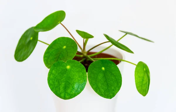 Beautiful Chinese money plant (Pilea Peperomioides) exotic houseplant on white background. Exotic plant detail.