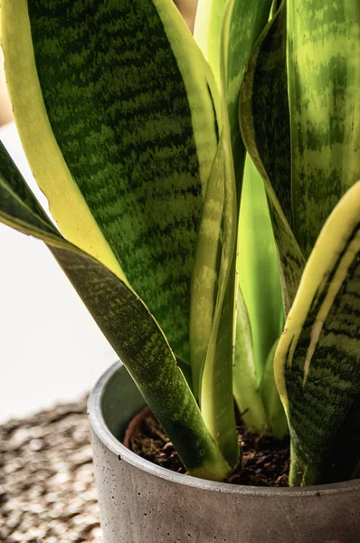 아름다운 무늬가 클로즈업 Sansevieria Trifasciata Var Laurentii 콘크리트 농장주 매혹적 — 스톡 사진