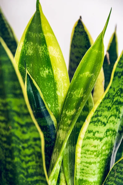 아름다운 무늬가 클로즈업 Sansevieria Trifasciata Var 백색광 백색광을 말한다 배경에 — 스톡 사진