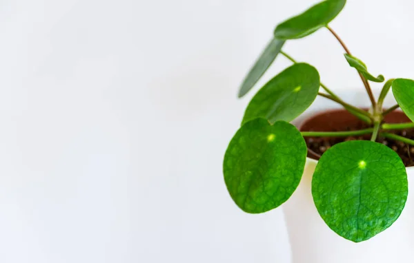 Китайское Растение Pilea Peperoides Экзотическое Домашнее Растение Белом Фоне Экзотические — стоковое фото