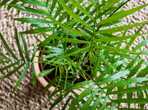 Close Feathery Leaves Parlour Palm Young Houseplant Chamadorea Elegans Water — Stock Photo, Image