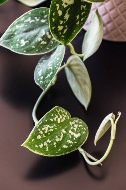 Saten pothos sarmaşığı (scindapsus pictus) sarmaşığını, koyu arkaplanda dekoratif beyaz bir saksıda yakından takip edin. Yapraklarında gümüşi esintiler olan son moda ev bitkileri..