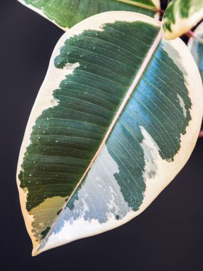 Ficus elastica var. 