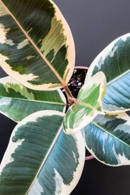 Ficus elastica var 'ın çeşitli yapraklarının kuş bakışı görüntüsü. Koyu gri arka planda 