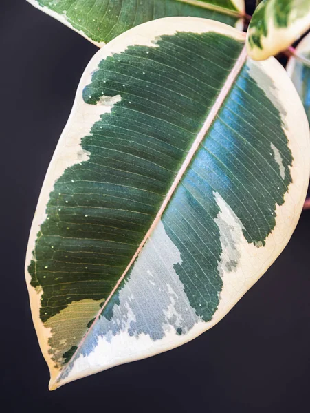 Ficus Elastica Var Tineke Leaf Detail — Stock fotografie