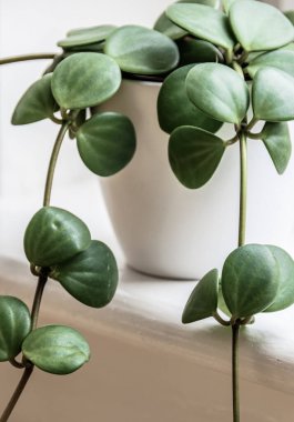 Küçük bir Peperomia 'Umut' (Peperomia Rotundifolia) ev bitkisine yakın plan. Modern, sulu ev bitkisi detayı.