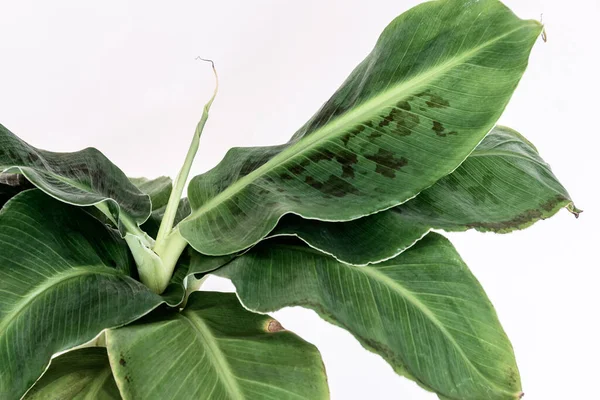 바탕에 Dwarf Cavendish Banana Plant Musa Dwarf 식물의 아름다운 이색적 — 스톡 사진