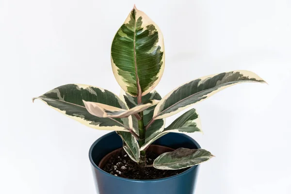 Folhagem Variegada Ficus Elastica Var Tineke Planta Sala Fundo Branco — Fotografia de Stock