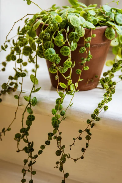 테라코타 화분에 일련의 Peperomia Prostrata 의우아 덩굴의 배경에 유행하는 식물의 — 스톡 사진