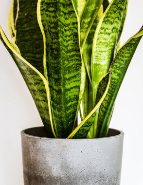 Bir yılan bitkisinin (sansevieria trifasciata var) güzel desenli yapraklarına yakın plan. Bir beton ekicinin içinde. Modern iç mekanda beyaz arka planda çekici ev bitkisi ayrıntıları. 
