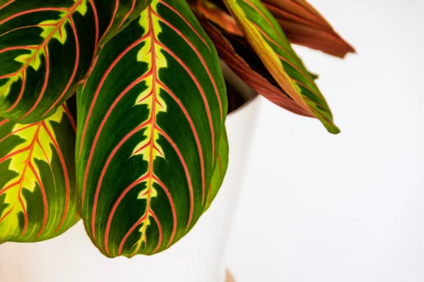 Primer Plano Las Hojas Decorativas Coloridas Una Planta Oración Maranta — Foto de Stock