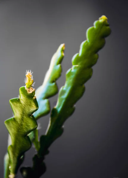 배경에 어금니 선인장 Epiphyllum Anguliger 의새로운 성장에 부드럽게 초점을 맞추고 — 스톡 사진