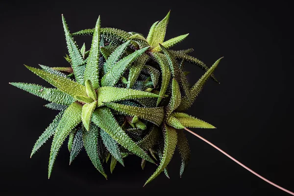 Низкий Ключ Крупным Планом Haworthia Attenuata Сочный Чехол Образует Привлекательные — стоковое фото