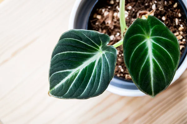 Vista Cima Para Baixo Folhas Aveludadas Plantlet Alocasia Reginula Black — Fotografia de Stock