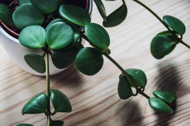 Doğal ahşap bir masa üzerinde beyaz tencerede bulunan küçük bir peproa tetraphylla 'Umut' (Peperomia Rotundifolia) bitkisine yakın plan. Modern, sulu ev bitkisi detayı.