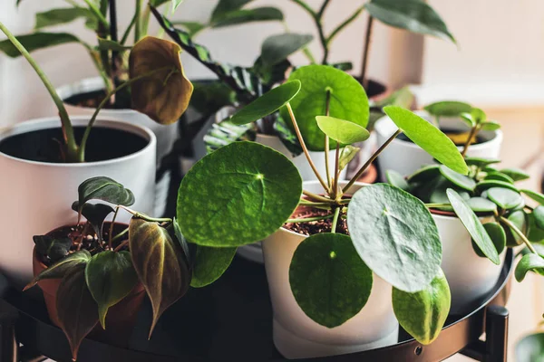 Exotic Houseplants White Pots Arranged Metal Plant Stand Urban Apartment — Stock Photo, Image