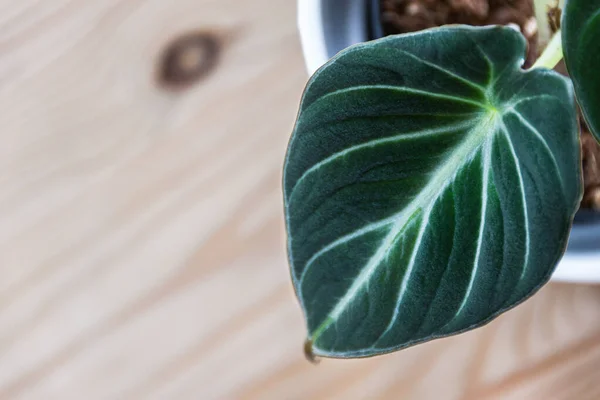 Close Fuzzy Velvety Leaf Alocasia Reginula Black Velvet Plantlet Light — Stock Photo, Image