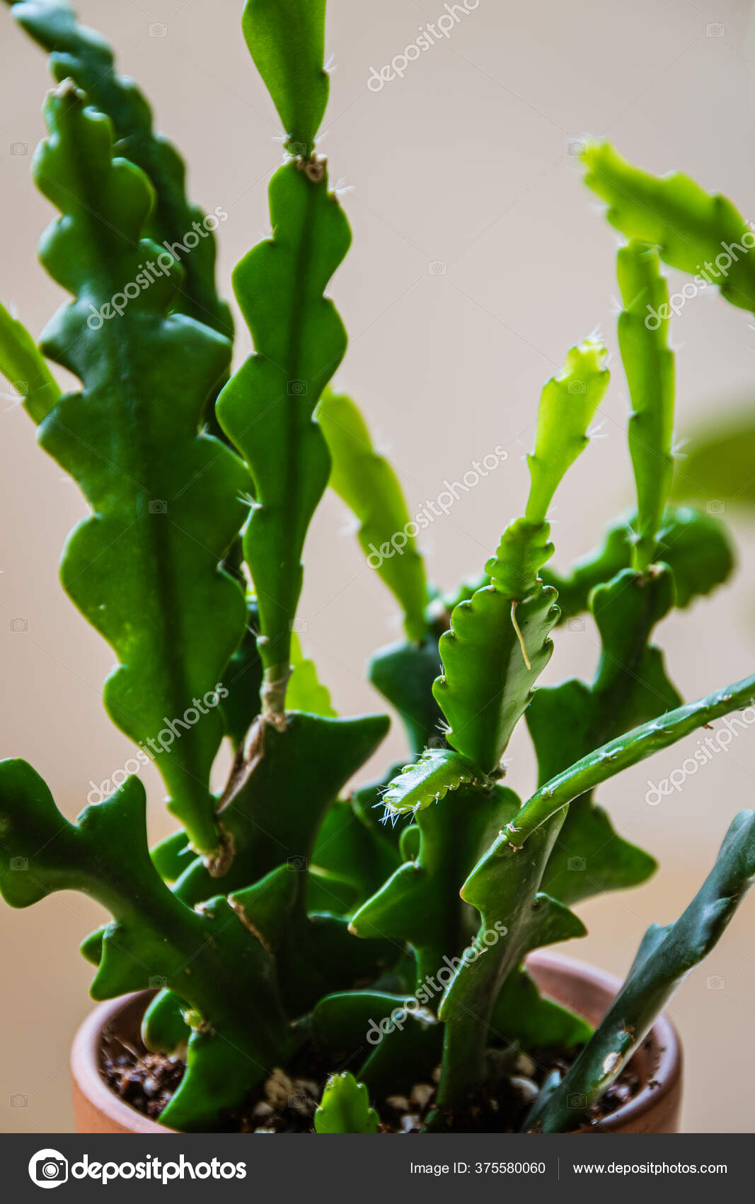 Close New Growth Zig Zag Cactus Fishbone Cactus Epiphyllum Anguliger Stock Photo Image By C Maritxu22 Close New Growth Zig Zag Cactus Fishbone Cactus Epiphyllum Anguliger Stock Photo Image By C Maritxu22