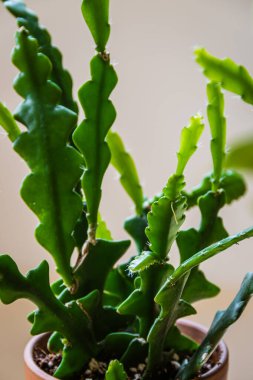 Zig zag kaktüsündeki yeni büyümeye yakın çekim (balık kemiği kaktüsü, Epiphyllum Anguliger). Parlak bir arka planda tropik ev bitkisi yaprağı detayı.