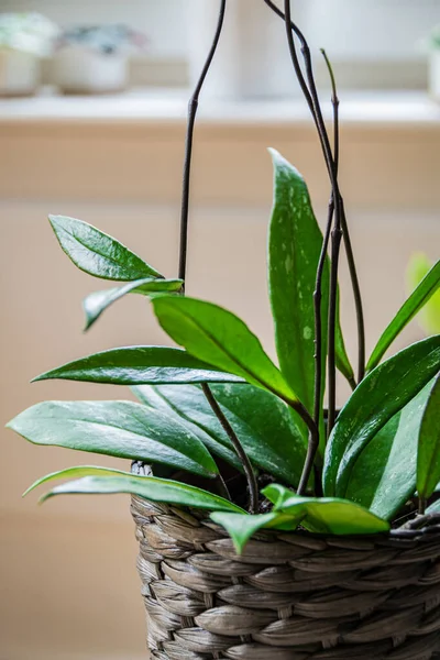 Close Variegated Foliage Hoya Publicalyx Long Tendrils Detail Beautiful Speckled — Stock Photo, Image