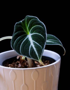 Close-up on a velvety dark green leaf of Alocasia reginula 'Black Velvet' plantlet on a black background. Exotic trendy houseplant detail. clipart