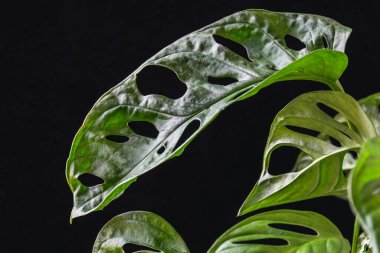 Koyu bir arka planda İsviçre peyniri bitkisinin (Monstera adansonii) yeşil fenestrated yapraklarına yakın plan. Güzel tropikal bitki ayrıntıları.