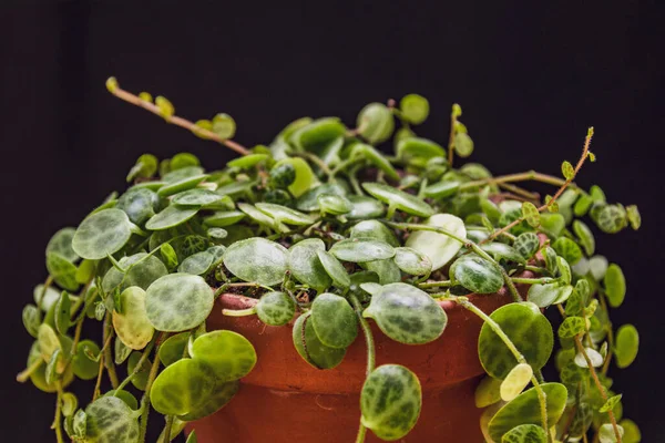 어두운 배경에는 Peperomia Prostrata 줄지어 덩굴의 아름다운 식물의 — 스톡 사진