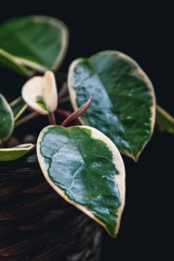 Hoya carnosa Krimson Queen 'in (hoya carnosa variegata) koyu arkaplandaki etli yapraklarına odaklanın. Güzel tropikal bitki ayrıntıları.