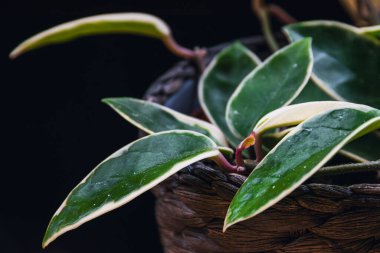 Hoya carnosa Krimson Queen 'in (hoya carnosa variegata) koyu arkaplandaki etli yapraklarına odaklanın. Güzel tropikal bitki ayrıntıları.