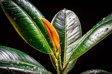 Ficus elastica 'abidjan' ın renkli yapraklarına yakın plan, koyu arkaplanda yeni bir büyüme gösteriyor. Siyah arka plana karşı egzotik moda ev bitkisi detayı.