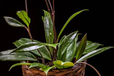 Balmumu bitkisi (hoya pubicalyx) - siyah arka planda çeşitli yeşillikler. Egzotik ev bitkisi detayı.