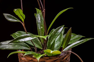 Wax plant (hoya pubicalyx) - variegated foliage on a black background. Exotic hoya houseplant detail. clipart