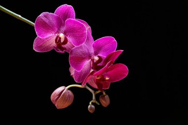 Siyah bir arka planda, bir güve orkidesinin (Phalaenopsis orkidesinin) güzel mor çiçeklerine yakın plan. Siyah arka plana karşı egzotik moda ev bitkisi detayı.
